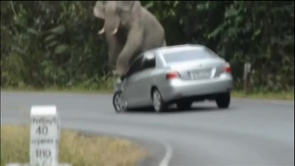 Слон използва автомобили като играчки.