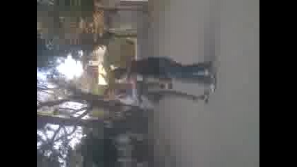 zadno salto ayri