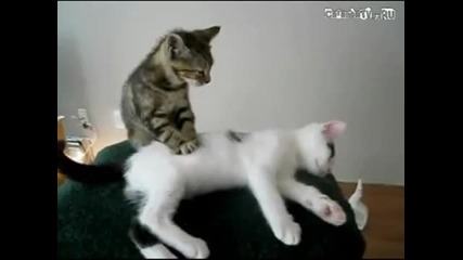 Котка прави масаж!