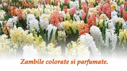 Gust de primavara