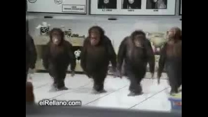 Маймунско хоро 