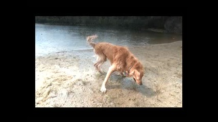 Dog Shake