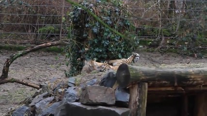 Hd Tiger Babys - Cute Tigerbabys - Zoo Cologne - Amurtiger - cute baby animals
