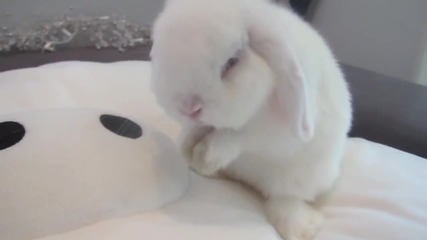 Най - сладкото бяло зайче
