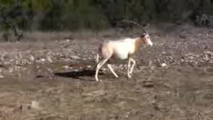Natural Bridge Wildlife Ranch in Texas in Hd