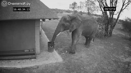Камера заснема как слон поставя разпилян боклук в кошчето