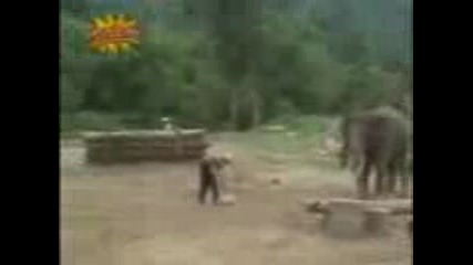 Слонове Играят Футбол
