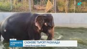 Слонове в Индия получиха разхлаждащи бани и специално лятно меню