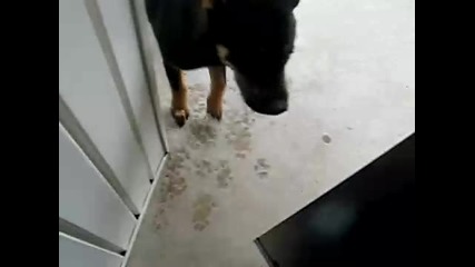 Pregnant Cat almost kills dog!!