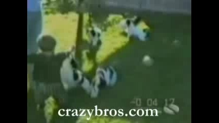 Crazibros Dogs