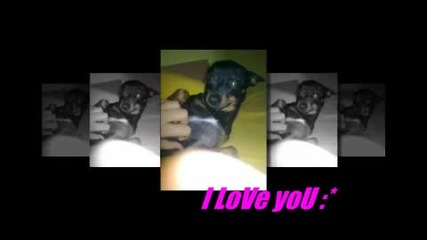 My dog za konkurs4ee na meri_099