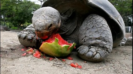 Огромна галапагоска костенурка си хапва диня