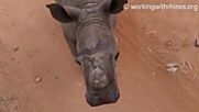 Бебе носорог се мисли за куче