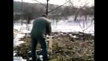 Голяма Чиченка На Дърво