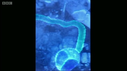 Dinosaur Ct scan - Walking with Dinosaurs - Bbc 