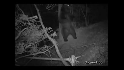 Какво правят мечките през нощта в гората