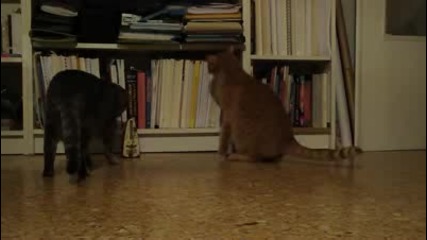 Много любопитно коте :d:d 