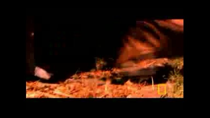 Killer Gator