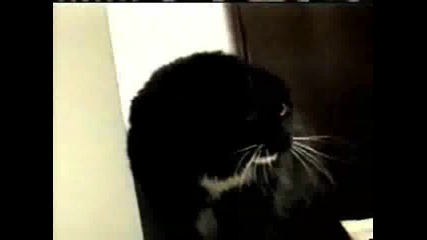Говореща котка