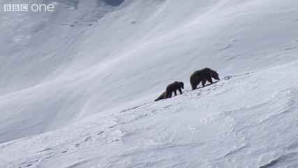 Grizzly Bears Negotiate Snowy Mountains 