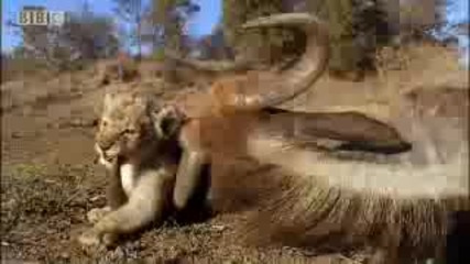 Hunting wildebeest - Pride - Bbc animal drama