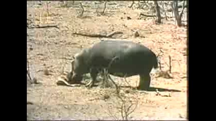 удивително поведение на хипопотам