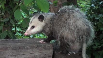 Virginia Opossum Hd 