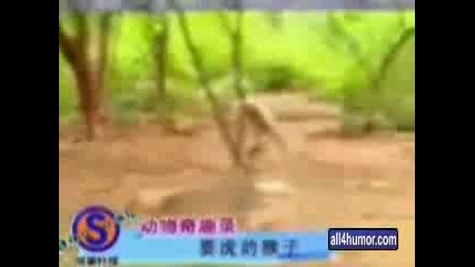 Маймуна Срещу Тигри