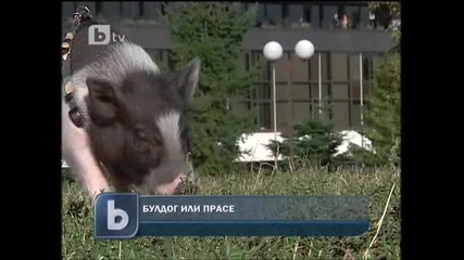 Куче или прасе вкъщи? Бтв Новините 23.10 