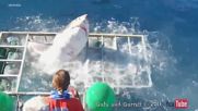 Голяма бяла акула разби клетка с водолаз в нея