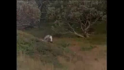 The Silver Brumby Part 8