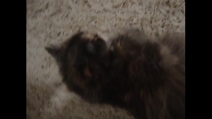Разгонено коте [ Super Cuteee ^.^ ]