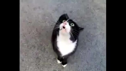 Говореща котка:)