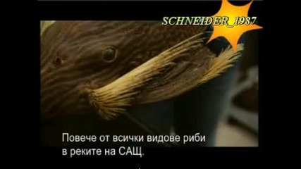 риби-човекоядци!!!