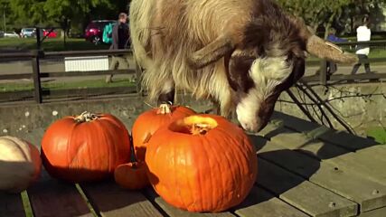 Раздадоха вкусни лакомства за Хелоуин на животните в британски зоопарк (ВИДЕО)