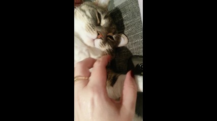 Котка слуша depeche mode