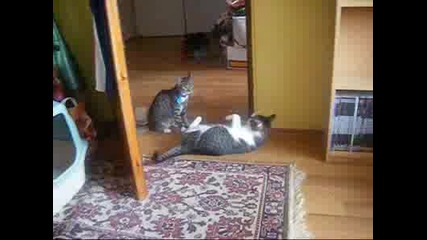 Смешни котки 3 *боят*