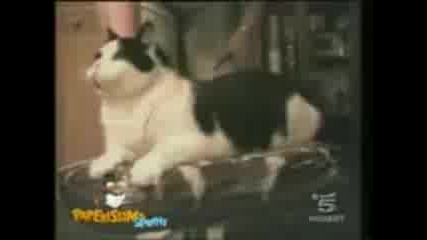 Crazy Cat - Part 4 