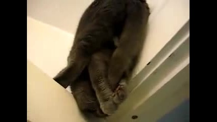 Котката на спайдърмен 