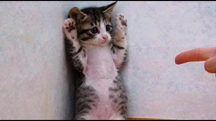 Cat Surrenders