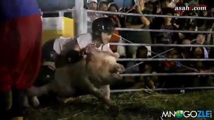 Родео със свинe - Смях