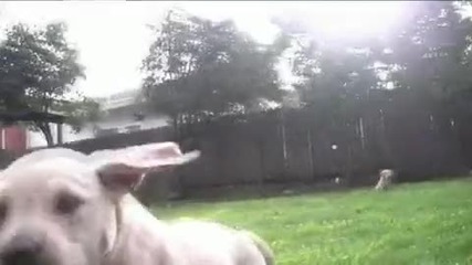 Много сладки кученца лабрадор In Slowmotion
