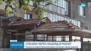Черен лешояд кацна в Разлог – спасен е от ловци и природозащитници