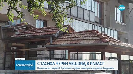 Черен лешояд кацна в Разлог – спасен е от ловци и природозащитници