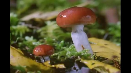 Bbc David Attenborough's - The Private Life of Plants (1995) - Living Together Part 5