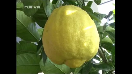 Лимон - Гигант в Ямболско село 