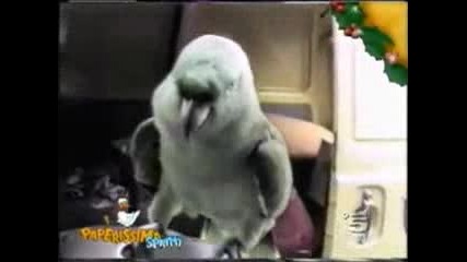 Папагал имитира детски плач и смях!