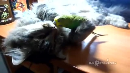 Влюбено папагалче играе с коте.