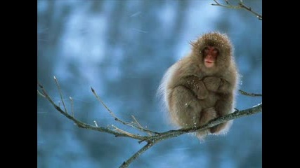 National Geographic - Pictures Of Animals