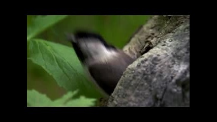 Музика, красота, природа Hd Quallite